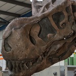 Animatronic T-Rex dinosaur skeleton for hire